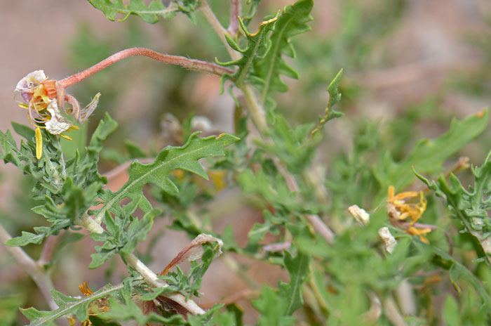 Oenothera coronopifolia, Crownleaf Evening Primrose